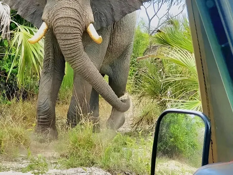 Wild elephant right beside the safari jeep in Mikumi