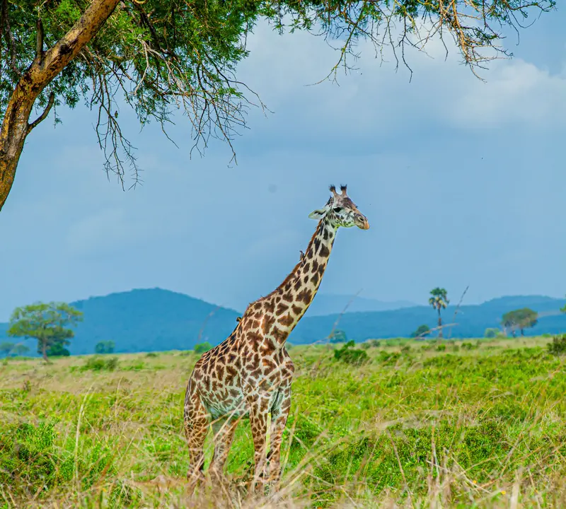 Maasai giraffe in Mikumi National Park